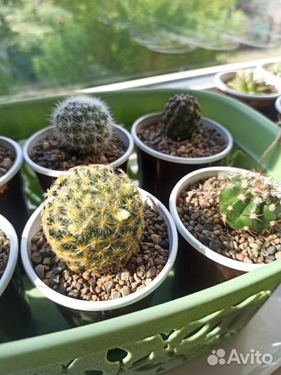 Наборы из суккулентов