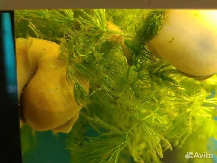 Улитки Ампулярии