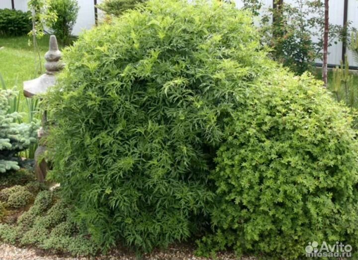 Бузина черная рассеченная Лациниата зелёные листья