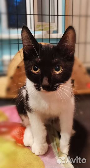 Котик Марк, 4 месяца