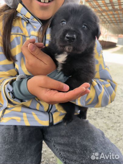 Собака в добрые руки щенок