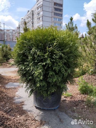 Саженцы Туи