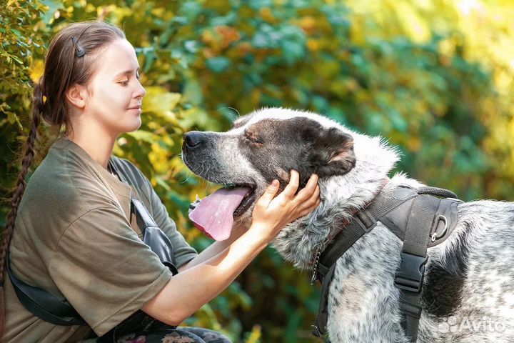 Алабай в поисках бесплатной передержке