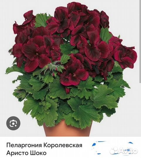 Пеларгония герань сортовая