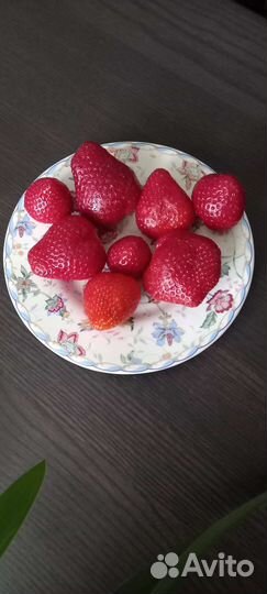 Тарелки Япония