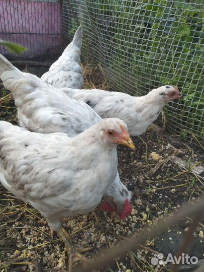 Молодые куры и петухи