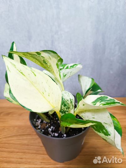 Эпипренум Хеппи Лиф