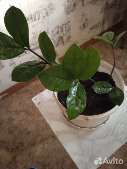 Замиокулкас (долларовое дерево)