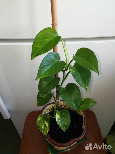 Цветок эпипремнум лиана