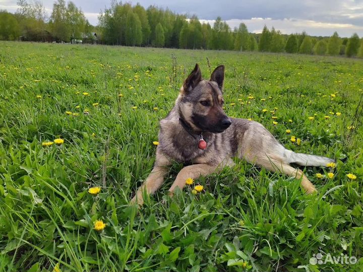 Собака в добрые руки