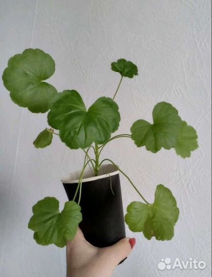 Пеларгония сортовая