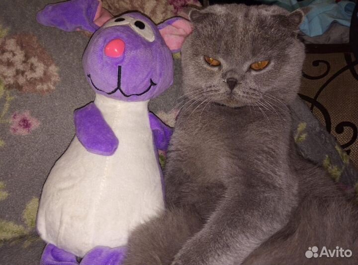 Британский кот вязка
