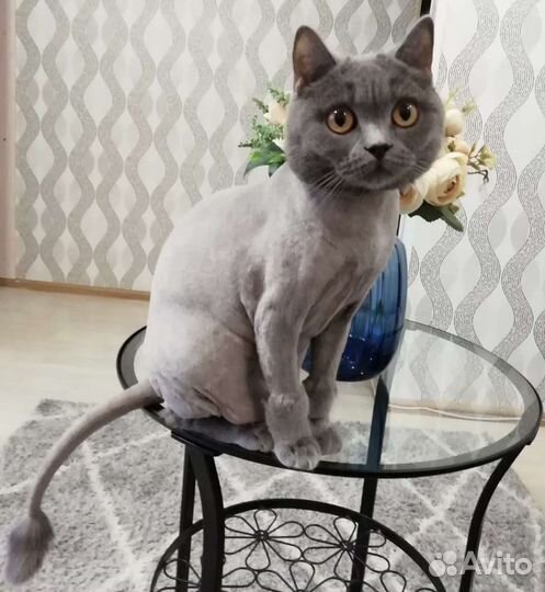 Стрижка кошек. Грумер