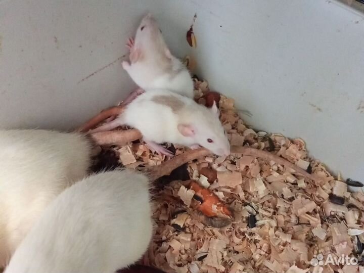 Крысята, крысы сиамские, декоративные