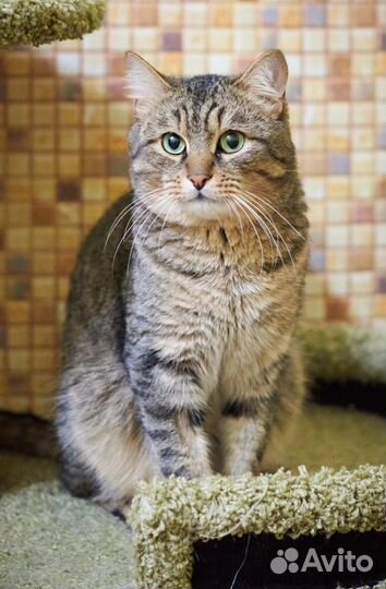 Отдам кота в добрые руки бесплатно