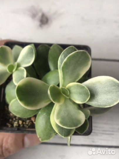 Кактусы и суккуленты для флорариума