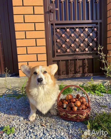 Выгул собак