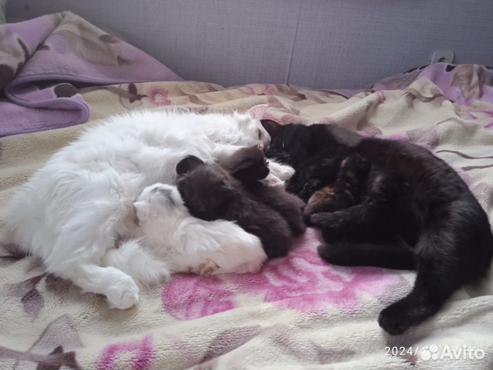 Котята в добрые руки