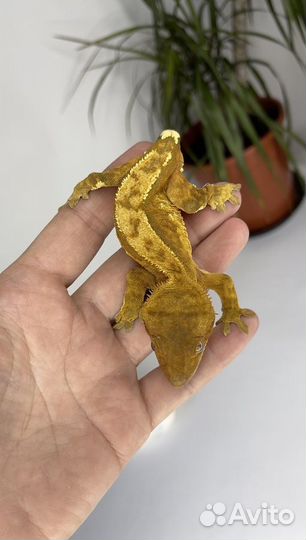 Бананоед Pinstripe Fire самец