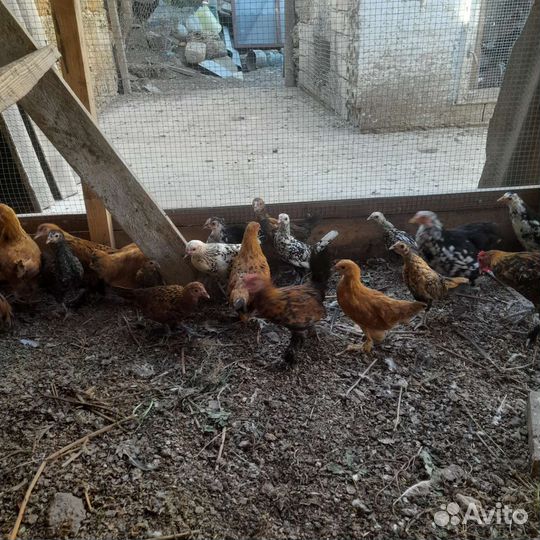 Папугаи и куры