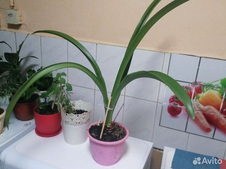 Комнатные цветы