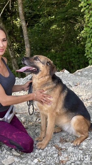 Рута ищет дом. собаки щенки Лазаревское