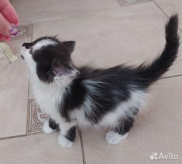 Отдам кошку порядочным людям