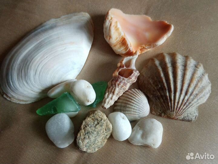 Морские ракушки раковины, камушки