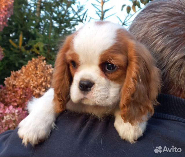 Кавалер кинг чарльз спаниель
