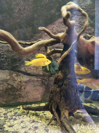 Мальки Лабидохромис Еллоу, Псевдотрофеус зебра