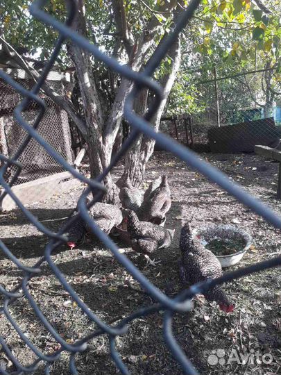 Курицы несушки домашние