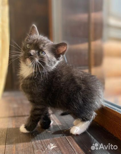 Шотландский котенок