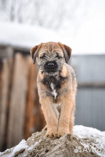 Щенок бордер терьера