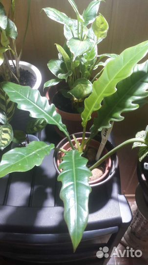 Филодендроны, Монстеры