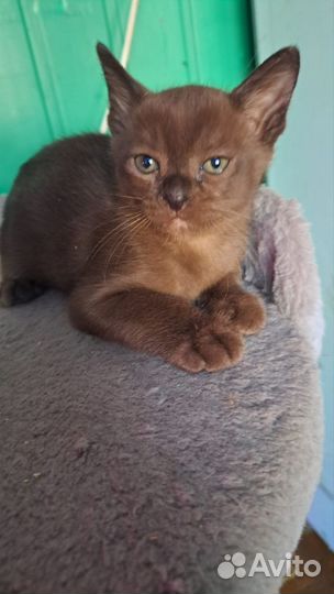 Бурманская