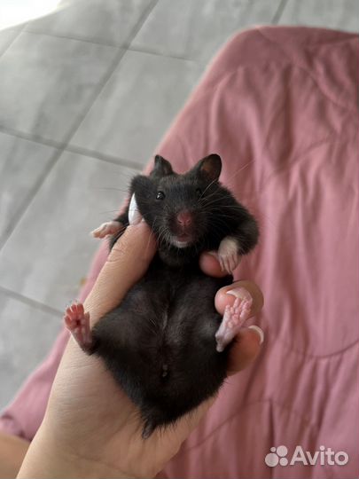 Хомяк с клеткой,сирийский маленький