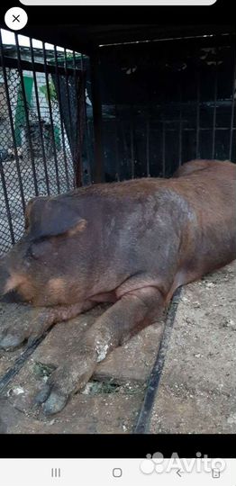 Паросята Дюрок,месячные