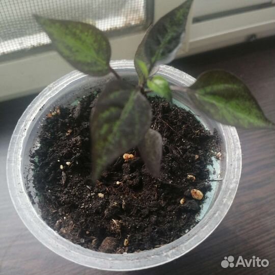 Комнатный перец (Explosive Ember)