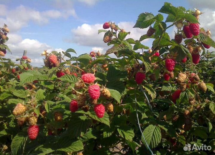 Малина ремонтантная и летняя