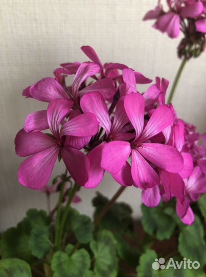 Герань пеларгония розовая