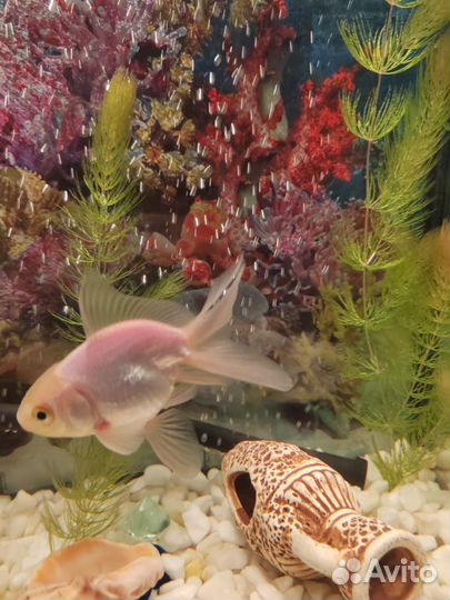 Аквариум с рыбками