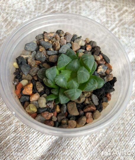 Хавортия Купера.Суккуленты