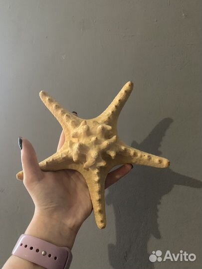 Засушиная звезда морская