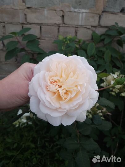 Кустовые розы