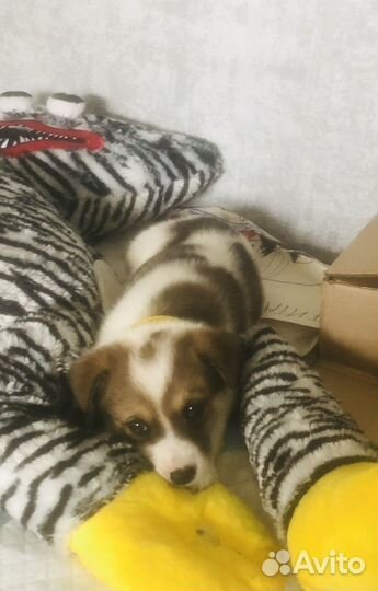 Собака в добрые руки отдам бесплатно