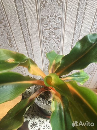 Хлорофитум грин оранж