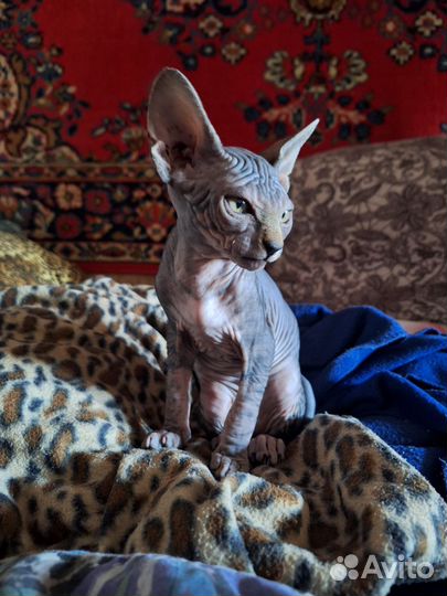 Канадский сфинкс котенок