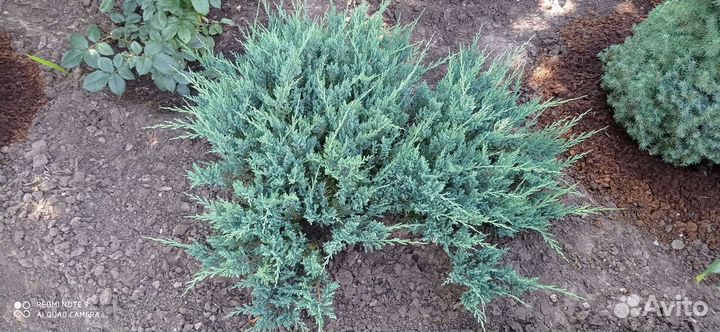 Можжевельник голубой Блю Чип