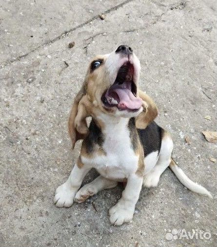 Щенок бигль