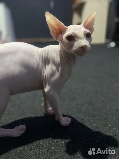 Канадский сфинкс